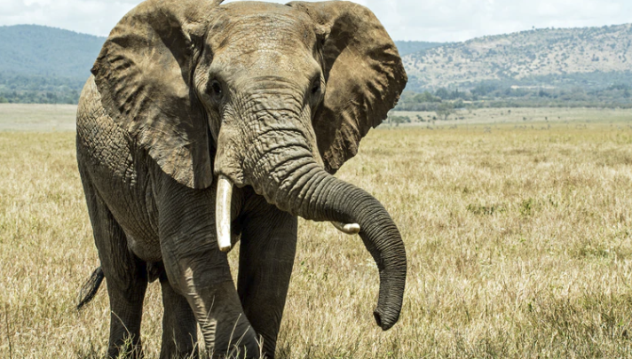 Larger than life: Why the death of an elephant is not the end of the story