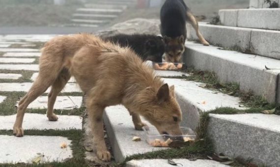 One rescuer said because of the lockdown, businesses are not feeding stray animals<br><i style="color:#000000;"> SUPPLIED </i></br>