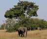 From birth to death, there is much to be said about the comradery of elephant herds around the world <br><i style="color:#000000;"> Reuters</i></br>