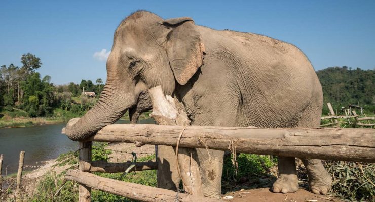 MandaLao Elephant Conservation in Laos, endorsed by World Animal Protection<br><i style="color:#000000;"> World Animal Protection</i></br>