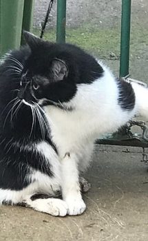 A black and white cat had to be rescued in Staffordshire after getting her paw stuck in a trap