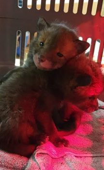 These fox cubs stay close together for warmth after they were found abandoned in Derbyshire